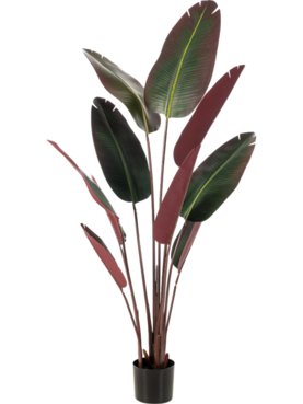 Strelitzia Burgundy (Knock Down)