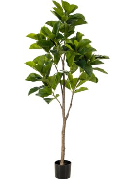 Ficus Benghalensis