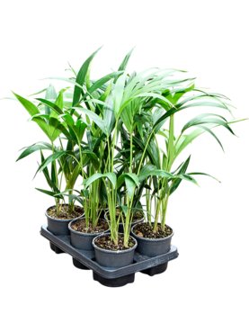 Kentia (Howea) forsteriana 6/tray