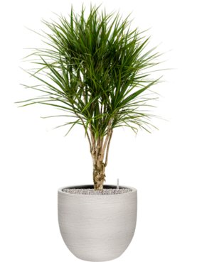 Dracaena marginata in Terreno Grond (Vulkastrat)