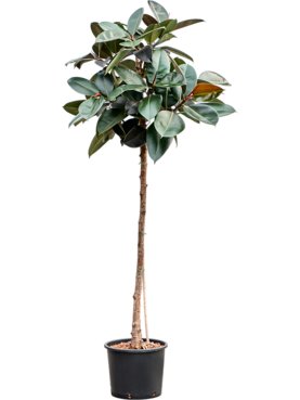 Ficus elastica \'Abidjan\' Stam