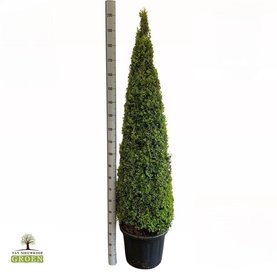 Buxus sempervirens Piramide