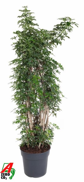 Schefflera arboricola \'Luseana\' Vertakt