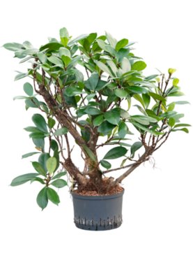 Ficus cyathistipula Vertakt