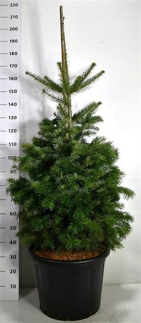 Abies nordmanniana