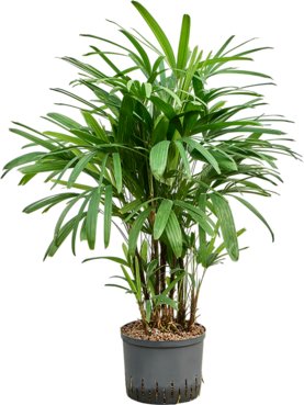 Rhapis excelsa Toef