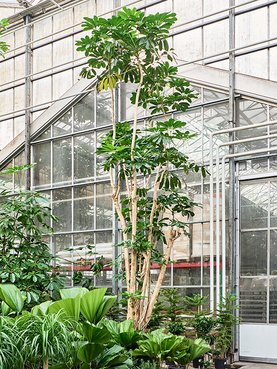 Schefflera actinophylla \'Amate\' Multi stam