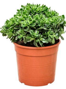 Crassula ovata \'Hulk\' -