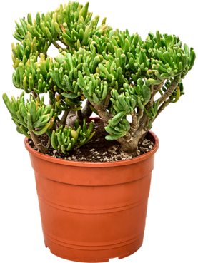 Crassula Hobbit Bush