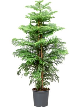 Araucaria heterophylla Bush