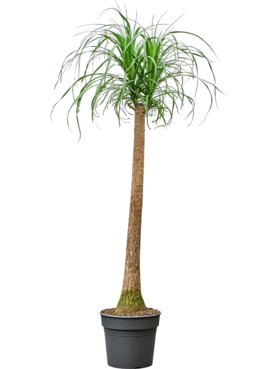 Beaucarnea recurvata Stam