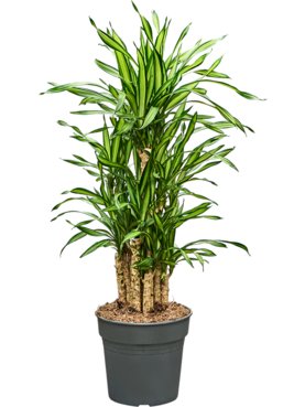 Dracaena fragrans \'Riki\' Vertakt-multi