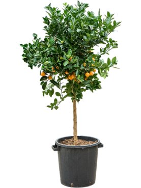 Citrus Calamondin Stam