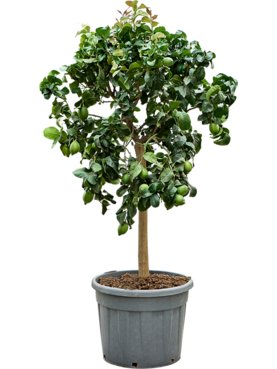 Citrus lemon \'Carrubaro\' Stam