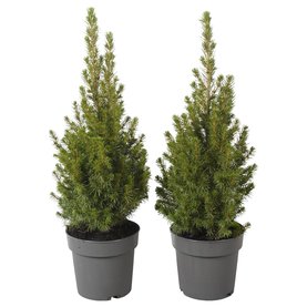Picea glauca \'Conica\'
