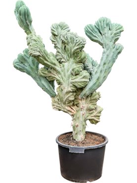 Myrtillocactus geometrizans \'Cristata\' Vertakt