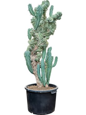 Myrtillocactus geometrizans \'Cristata\' Vertakt