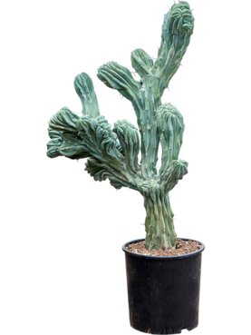 Myrtillocactus geometrizans \'Cristata\' Vertakt