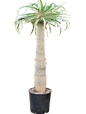 Pachypodium geayi Stam