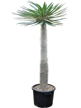 Pachypodium geayi Stam