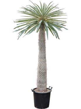 Pachypodium geayi Stam