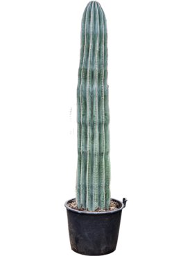 Pachycereus pringlei 1pp