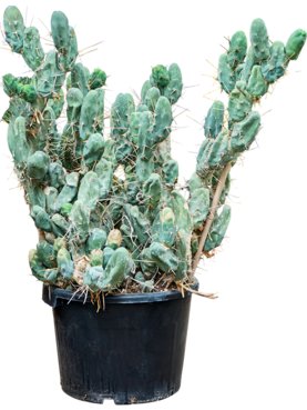 Trichocereus bridgesii \'Monstrosus\' -