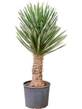 Yucca filifera Stam