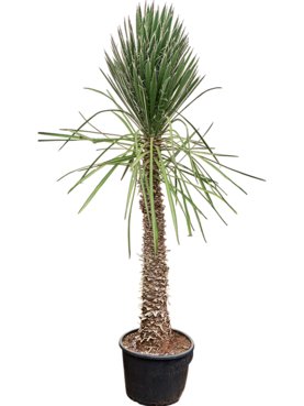 Yucca filifera Stam
