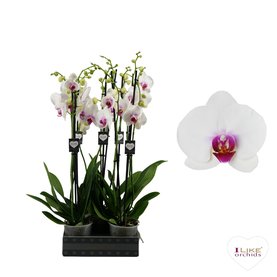 Phalaenopsis Red Lips 2-Tak Wit