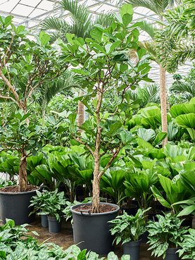 Ficus lyrata Stam vertakt
