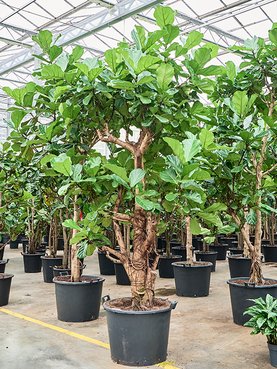 Ficus lyrata (330/370) Stam vertakt