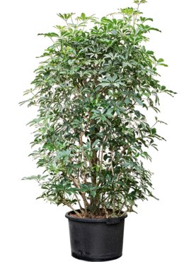 Schefflera arboricola \'Compacta\' Vertakt