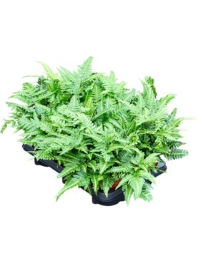 Arachniodes aristata \'Variegata\' 6/tray