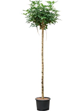 Schefflera arboricola \'Compacta\' Stam