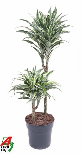 Dracaena Surprise 45-15