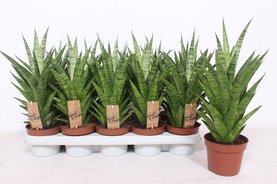Sansevieria Tough Lady