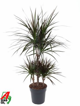 Dracaena marginata \'Magenta\' Carrousel