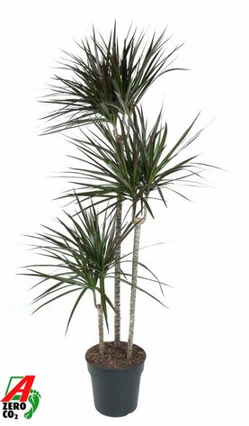 Dracaena marginata \'Magenta\' 90-60-30