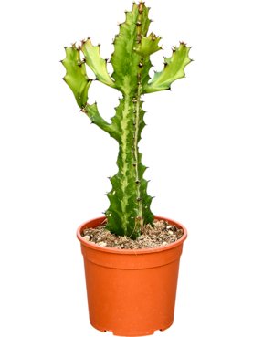 Euphorbia lactea Vertakt