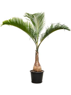 Hyophorbe lagenicaulis Stam