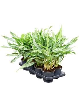 Aglaonema \'White Lance\' 8/tray Toef