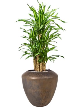 Dracaena fragrans \'Riki\' in Plain Grond (Vulkastrat)