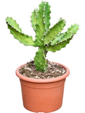 Euphorbia tortilis (50-60cm) Vertakt