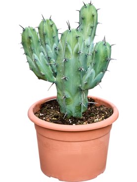 Myrtillocactus geometrizans (50-60cm) Vertakt