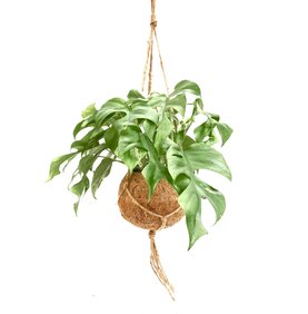 Monstera minima Hanger
