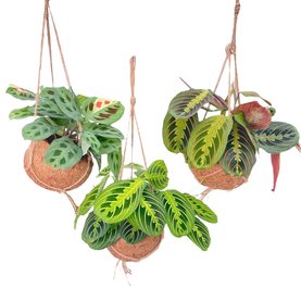 Maranta leuconeura mix Hanger