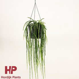 Rhipsalis paradoxa Hanger