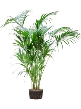 Kentia (Howea) forsteriana Toef