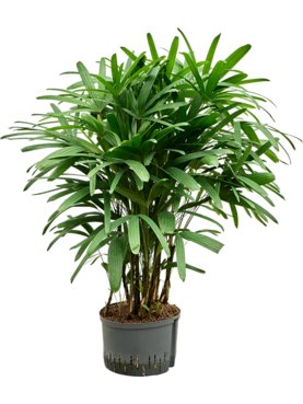 Rhapis excelsa Toef